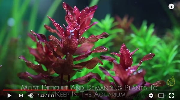 Rotala macrandra wspaniała 5szt. in vitro